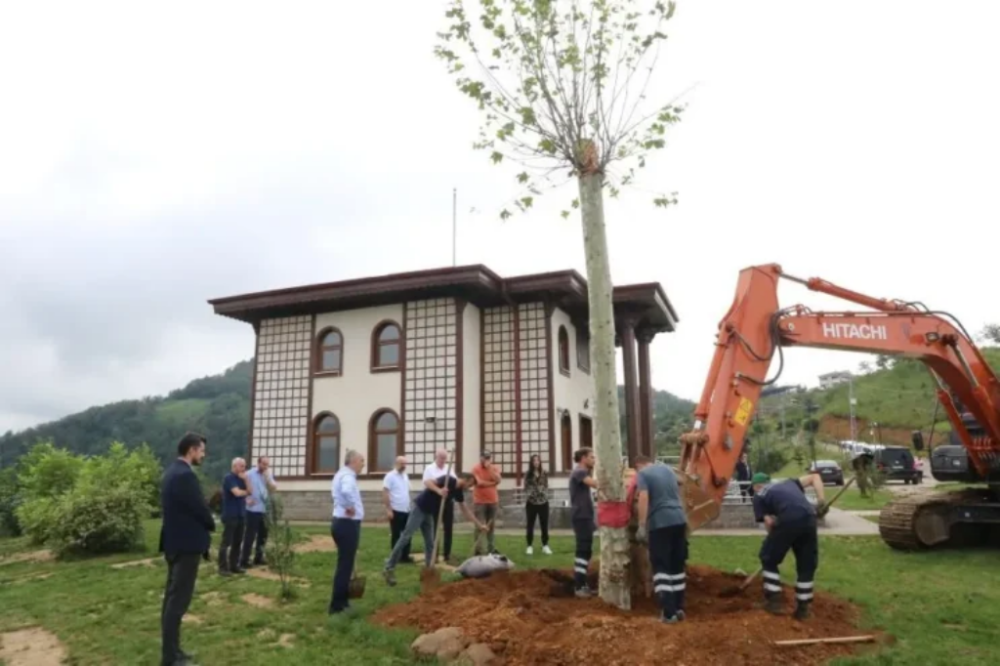 Rize Isırlık Tabiat Parkı'na 25 Yıllık Çınar Dikildi