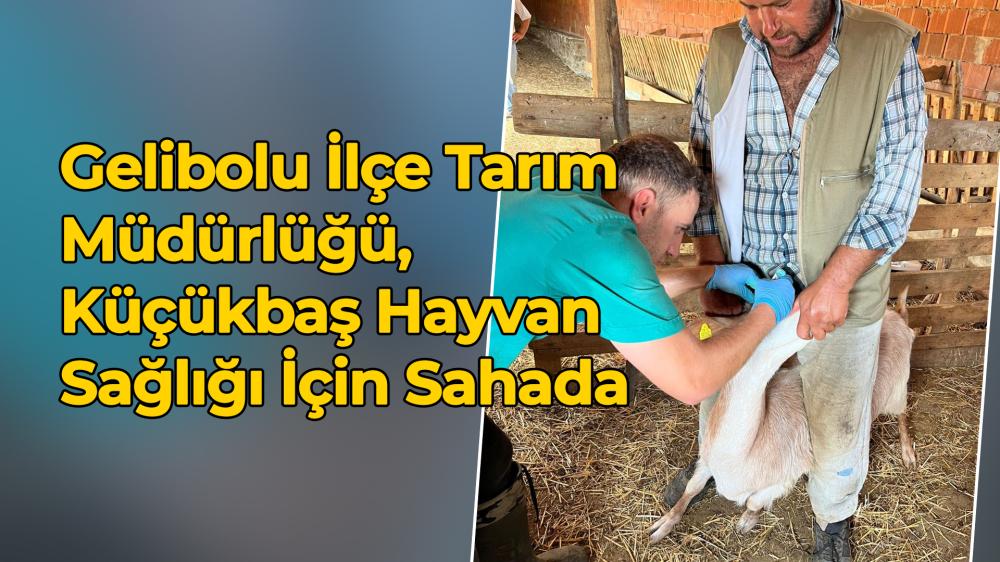 GELİBOLU İLÇE TARIM MÜDÜRLÜĞÜ, KÜÇÜKBAŞ HAYVAN SAĞLIĞI İÇİN SAHADA