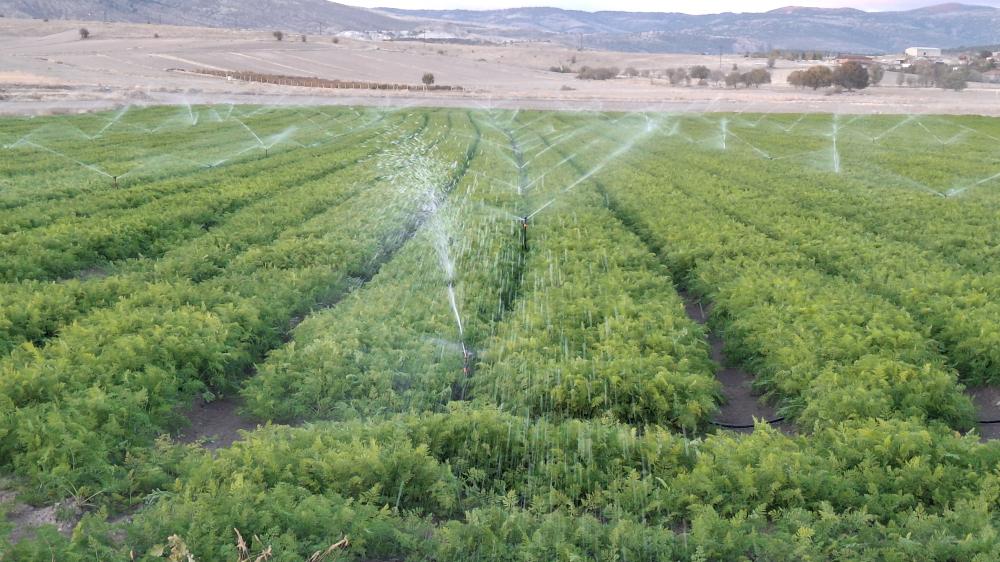 Havuç Yetiştiriciliğinde Düzenli Sulamanın Önemi: Beypazarı’ndan Bir Örnek