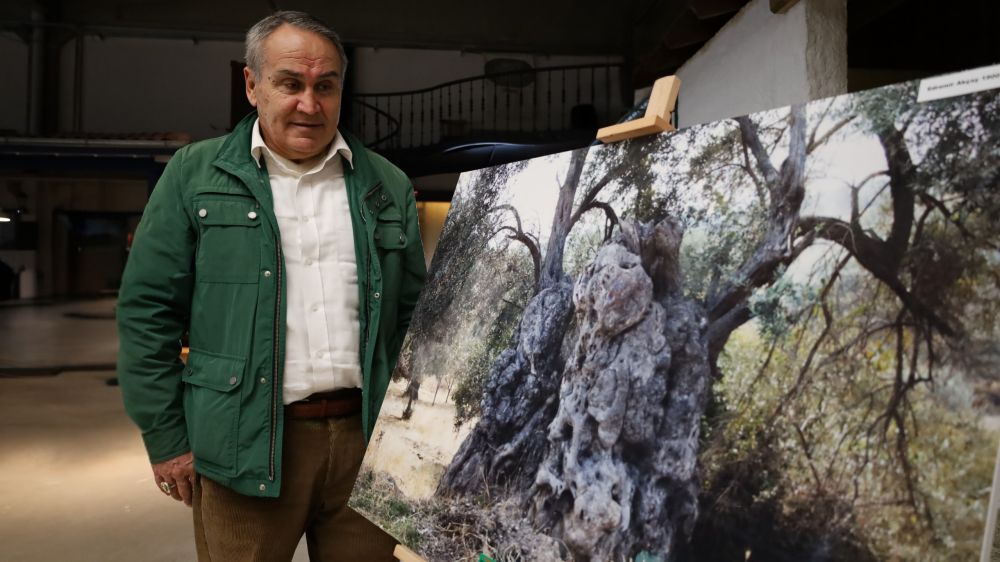 AHMET AYDIN AKANSU İLE ZEYTİN VE DOĞA ÜZERİNE: İLGİNÇ GÖVDELİ ZEYTİN AĞAÇLARININ HİKÂYESİ