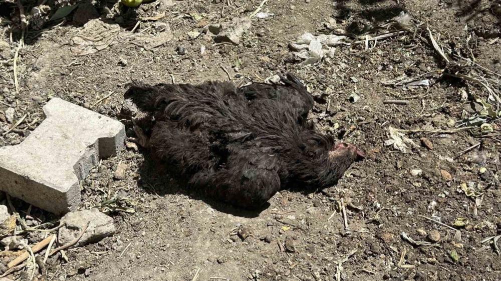 RİZE’DE SOKAK KÖPEKLERİ KÜMESE SALDIRDI: 86 TAVUK TELEF OLDU