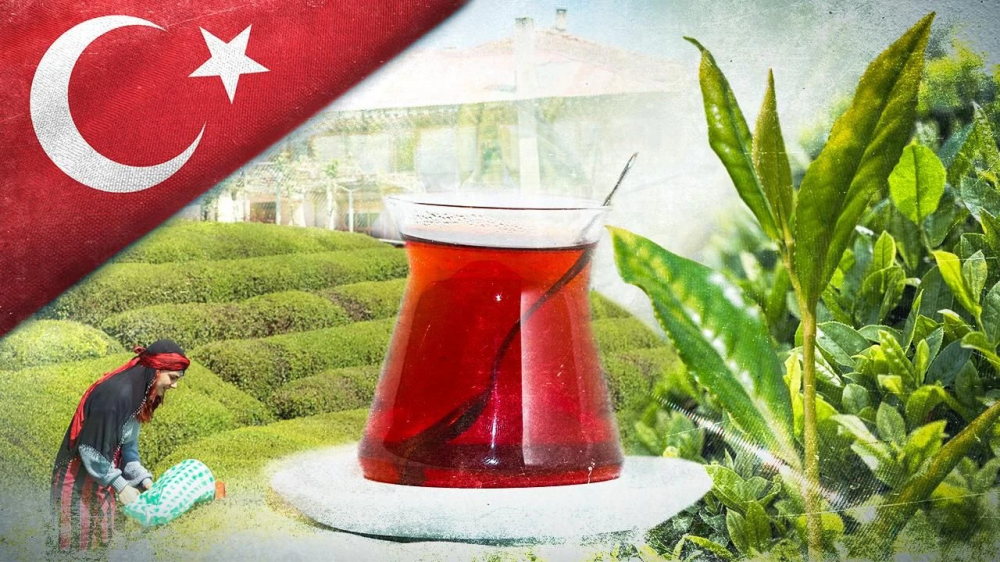 ÇAYKUR 2025 Yaş Çay Alım Sezonunu Başlattı
