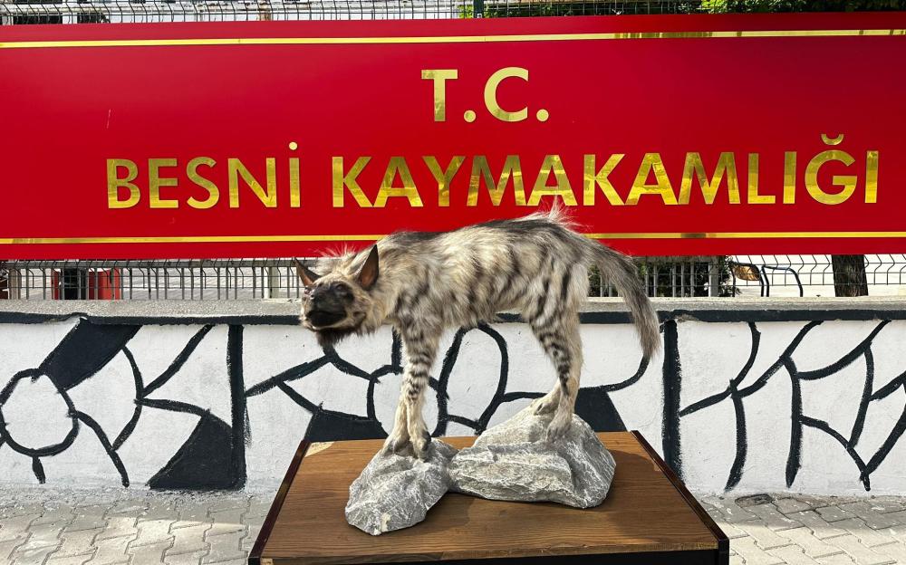 ÇİZGİLİ SIRTLAN DOĞDUĞU TOPRAKLARA DÖNDÜ: BESNİ’DE SIRTLAN MÜZESİ KURULUYOR