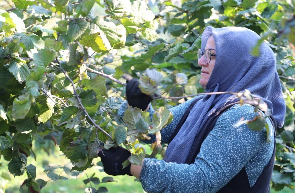 FINDIK HASAT SEZONU BAŞLADI