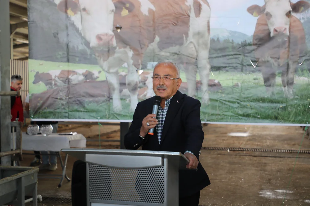 TULIP PROJESİ KAPSAMINDA GEBE SİMENTAL DÜVE DAĞITIMI YAPILDI 