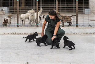 4 Ekim Hayvanları Koruma Günü